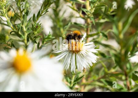 Nahaufnahme auf einer pelzigen Hummel Sammeln Sie Nektar auf weißen Asterblüten im Herbstgarten Stockfoto