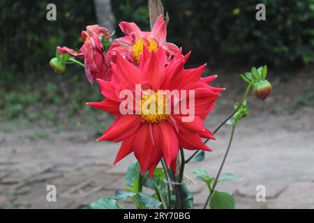 Red Dahlia don Hill Stockfoto