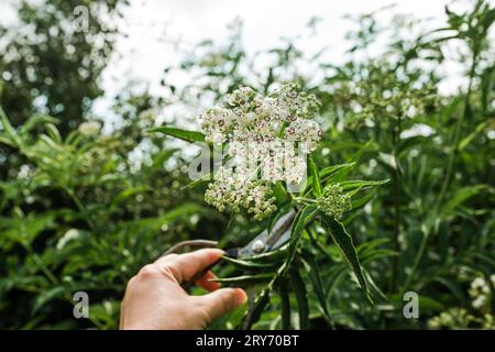 Handschnitt Blütenstand frische Pflanze Baldrian Blumen Valeriana officinalis mit Beeren. Garten Baldrian, Garten Heliotrop und all-heal Blumen in Stockfoto