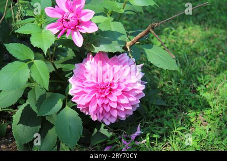 Rosa Dahlie Blüte Stockfoto
