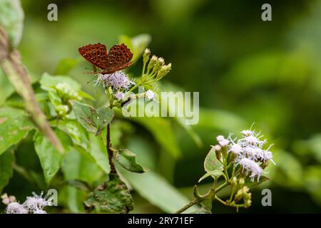 Tropische Schmetterlinge aus Vietnam Stockfoto