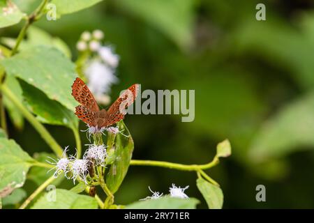 Tropische Schmetterlinge aus Vietnam Stockfoto