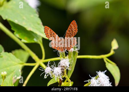 Tropische Schmetterlinge aus Vietnam Stockfoto