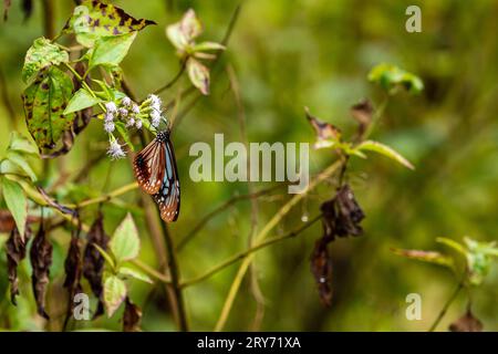 Tropische Schmetterlinge aus Vietnam Stockfoto