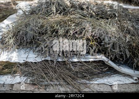 Blühende Lavendelstämme trocknen draußen in der Sonne. Blütenstapel. Stockfoto