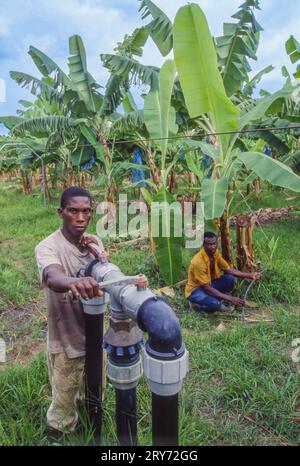 Ghana, New Akrade; Arbeiter am mechanischen Bewässerungssystem auf einer Bananenplantage. Stockfoto