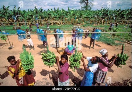 Ghana, New Akrade - auf einer Bananenplantage entfernen Arbeiter den Plastikschutz von geernteten Bananen und entfernen die betroffenen Bananen vom Kamm Stockfoto