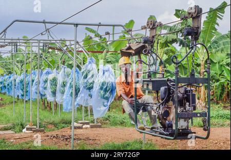 Ghana, New Akrade - auf einer Bananenplantage werden geerntete Bananen an einer Linie gehängt, die dann zum Verarbeitungsgebiet gezogen werden, um sie in Kisten zu verpacken. Stockfoto