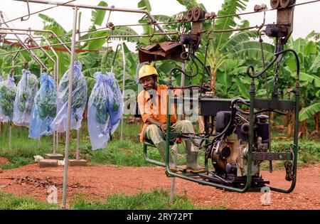 Ghana, New Akrade - auf einer Bananenplantage werden geerntete Bananen an einer Linie gehängt, die dann zum Verarbeitungsgebiet gezogen werden, um sie in Kisten zu verpacken. Stockfoto