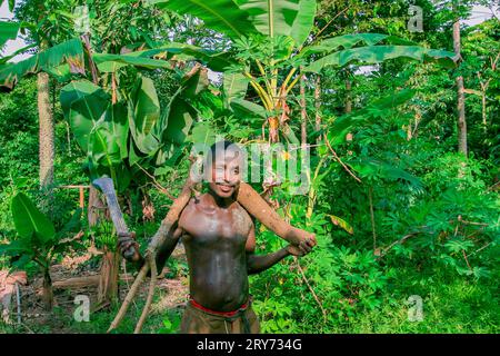 Ghana, Samreboi. Landwirtschaft im Regenwald, sogenannte Agroforstwirtschaft. Mann mit Manchete und großer Kassavenwurzel. Im Hintergrund verschiedene Obstbäume. Stockfoto