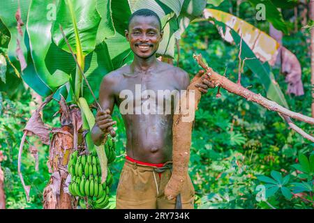 Ghana, Samreboi. Agroforstwirtschaft = Landwirtschaft im Wald. Mann mit Mandete und großer Kaskadenwurzel vor dem Bananenbaum. Stockfoto