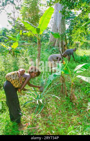 Ghana, Samreboi. Agroforstwirtschaft: Landwirtschaft im Regenwald. Mutter mit Baby auf dem Rücken, das eine Ananas schneidet. Stockfoto