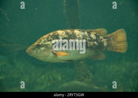 Ballanrasse im großen Aquarium Stockfoto