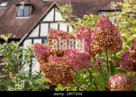 Architektonisch verfallene Blumenköpfe der Pflanze Hydrangea paniculata Vanille Fraise Renhy. Fotografiert im Herbst im RHS Wisley Garden, Surrey Stockfoto