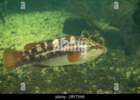 Ballanrasse im großen Aquarium Stockfoto