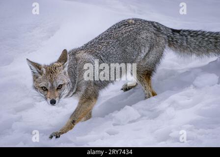 Südamerikanischer Graufuchs im Winter Wonderland, El Calafate, Patagonien, Argentinien Stockfoto