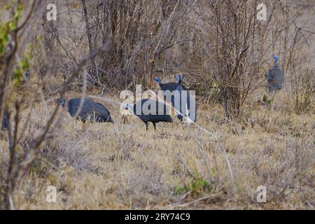 Eine Herde helmgezüchteter Guineafowulse in der afrikanischen Savanne im Tsavo East National Park im Taita-Taveta County, Kenia an 2023 warmen, sonnigen Wintertagen am Juli. Stockfoto