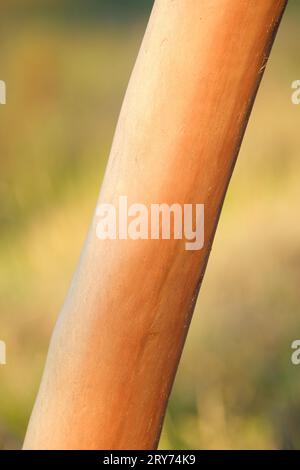 Ein vertikales Bild der lachsfarbenen Rinde eines Lachsgummibaums Eucalyptus salmonophloia in weichem Licht am späten Nachmittag, Western Australia. Stockfoto