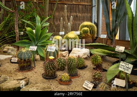 Verschiedene Kakteen werden im Jardin des Plantes de Grenoble oder im Botanischen Garten von Grenoble in Grenoble, Frankreich, ausgestellt Stockfoto