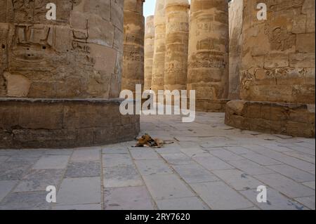 Ruhiger streunender Hund, der eine Pause zwischen den massiven Säulen des Karnak-Tempelkomplexes macht. Stockfoto