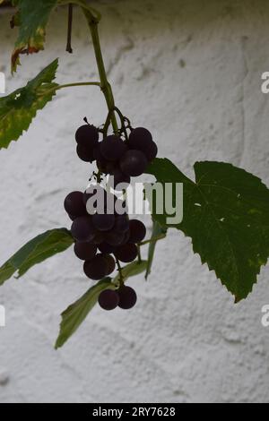 Reife rote Trauben auf der Pflanze Stockfoto