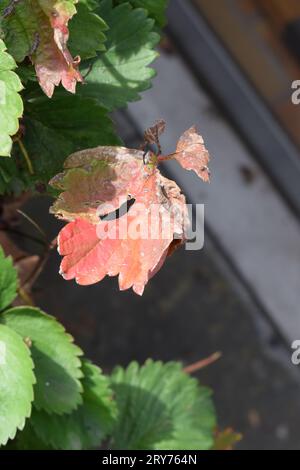 Rotes Erdbeerblatt im Herbst Stockfoto