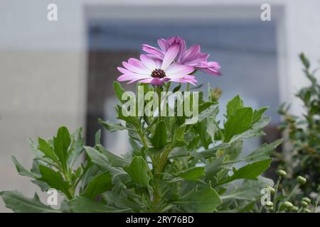 Violette afrikanische Gänseblümchen Stockfoto