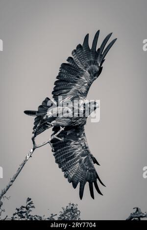 Mono-Tawny-Adler, der vom Zweig abhebt Stockfoto