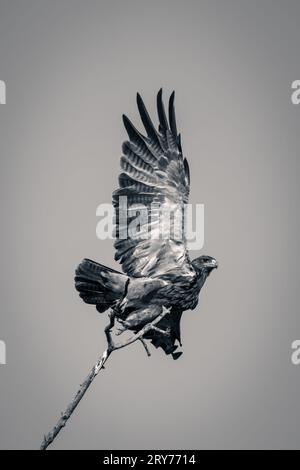 Mono-Tawny-Adler hebt von der Ast ab Stockfoto