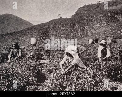 Tee pflücken in Ceylon, um 1937 Stockfoto