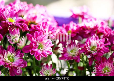 Rosafarbene Chrysanthemen im Garten. Dieses Bild kann verwendet werden, um einen natürlichen Hintergrund zu erzeugen. Stockfoto