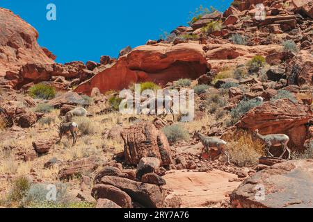 Bergziegen im Zion-Nationalpark Stockfoto