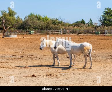 Camargue Pferde in einer Herde in Camargue, Provence, Frankreich Stockfoto