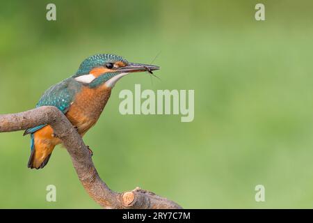 eisvogel-Weibchen mit Teichläufer im Schnabel (Alcedo atthis) Stockfoto