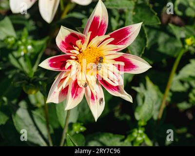 Dahlia 'Fashion Monger' mit Marmelade-Schwingfliege, Episyrphus balteatus Stockfoto