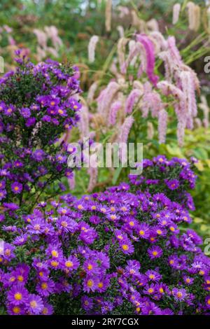 Atemberaubende, alljährlich im Herbst blühende violette Asterblüten. Fotografiert an einem sonnigen Tag im September im RHS Wisley Garden, Surrey, Großbritannien. Stockfoto