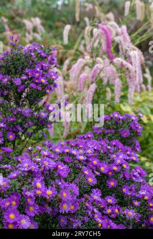 Atemberaubende, alljährlich im Herbst blühende violette Asterblüten. Fotografiert an einem sonnigen Tag im September im RHS Wisley Garden, Surrey, Großbritannien. Stockfoto