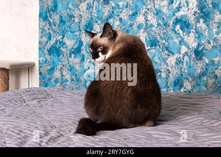 Die große graue Katze drehte den Rücken aus der Nahaufnahme Stockfoto