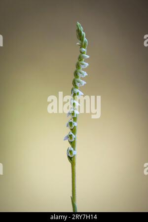 Herbstlamentchen, spiranthes spiralis, wilde Orchidee, Blüte im Herbst, Andalusien, Spanien. Stockfoto