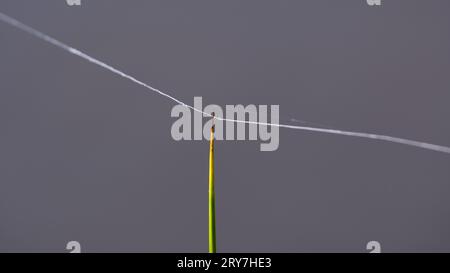 Spinnennetz-Gewinde mit Gras-Stroh verbunden bei sonnigem, windigem Herbst. Minimalistische Fotografie auf verschwommenem Hintergrund. Stockfoto