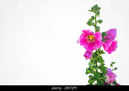 Alcea „Burgundertürme“ (althaea rosea), allgemein bekannt als Hollyhock mit einer dunkelroten Blume während der Frühlings- und Sommersaison auf einem isolierten weißen B Stockfoto