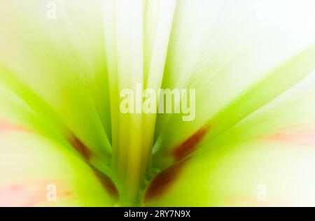 Amaryllis-Blüte. Makro Stockfoto