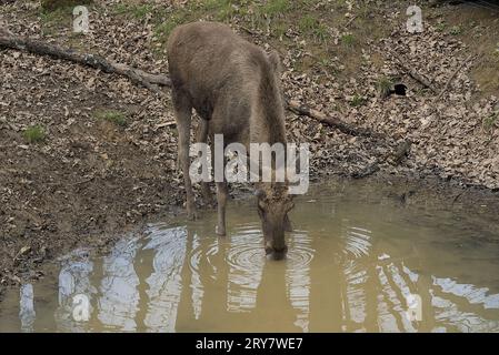 Tierwelt Stockfoto
