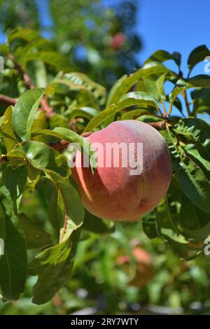 Pfirsich auf Baum in Obstgarten. Stockfoto