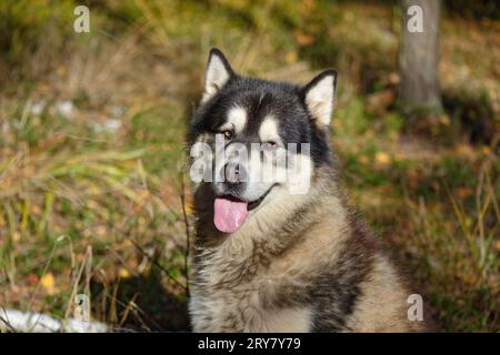 Alaska Malamute im Herbstwald Stockfoto