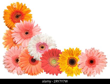 Gerbera Blumen Rahmen isoliert auf weißem Hintergrund, Blumen nahtlose Muster, Blumendekoration Rahmen, Designelement Stockfoto