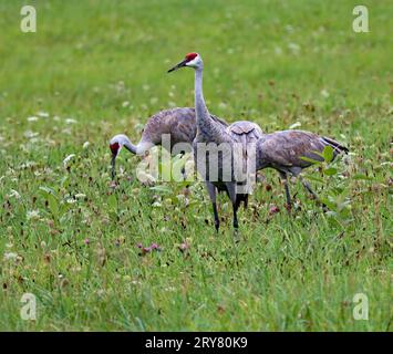 Sandhill Cranes (Grus canadensis) ernähren sich auf einem offenen Feld im Süden Michigans Stockfoto