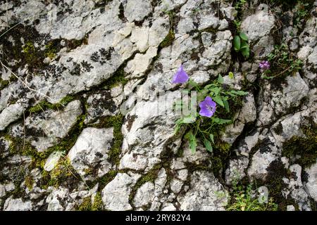 Campanula rotundifolia-Blüten, bekannt als kleine Blaubeere, wachsen auf einem Felsbrocken in den Rarau-Bergen in Rumänien. Nahaufnahme Stockfoto