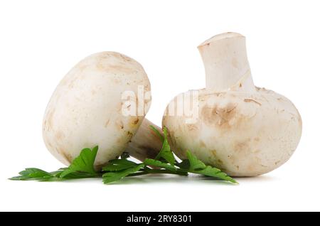 Champignon-Pilze und Petersilienblätter Stockfoto