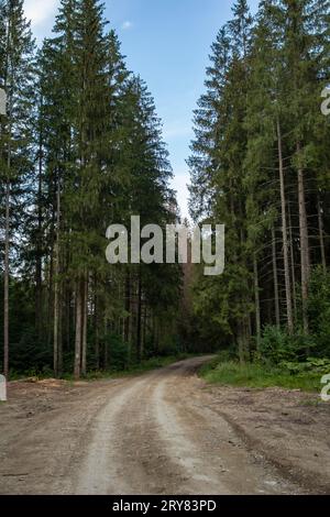 Landstraße durch einen hohen Kiefernwald mit blauem Himmel Stockfoto